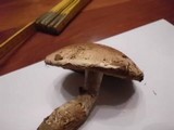 Hebeloma radicosum image