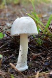 Amanita farinosa image