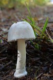 Amanita farinosa image