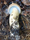 Boletus nobilis image