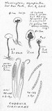 Cudonia circinans image