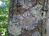 Punctelia bolliana image