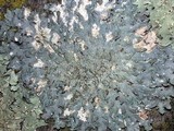 Punctelia bolliana image