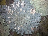 Punctelia bolliana image
