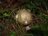 Amanita excelsa image