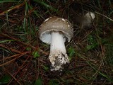 Amanita excelsa image