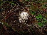 Amanita excelsa image