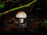 Lepiota ignivolvata image