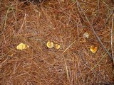Hygrophoropsis aurantiaca image