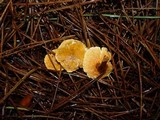 Hygrophoropsis aurantiaca image
