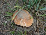 Gyroporus ammophilus image