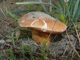 Gyroporus ammophilus image
