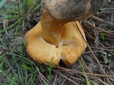 Gyroporus ammophilus image