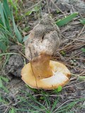 Gyroporus ammophilus image