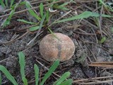 Gyroporus ammophilus image
