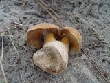 Gyroporus ammophilus image