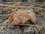 Gyroporus ammophilus image