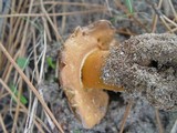 Gyroporus ammophilus image