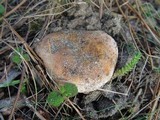 Gyroporus ammophilus image