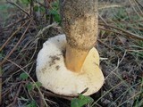 Gyroporus ammophilus image