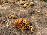 Kuehneromyces lignicola image