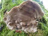 Fuscoporia torulosa image