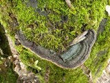 Fuscoporia torulosa image