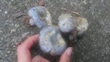 Lactarius paradoxus image