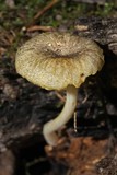 Chrysomphalina strombodes image