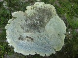 Porpidia albocaerulescens var. albocaerulescens image