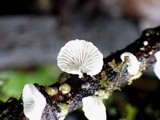 Chaetocalathus craterellus image