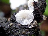 Chaetocalathus craterellus image