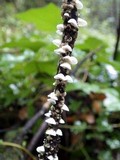 Chaetocalathus craterellus image