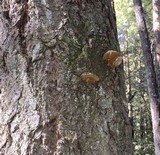 Phellinus gilvus image