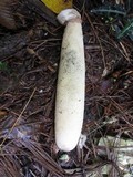 Phallus hadriani image