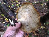 Royoporus badius image