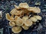 Desarmillaria tabescens image