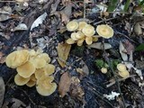 Desarmillaria tabescens image