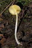 Chrysomphalina strombodes image