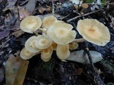 Desarmillaria tabescens image