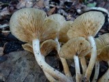 Desarmillaria tabescens image