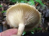 Lactarius pubescens image