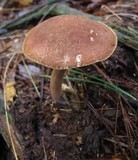 Austroboletus gracilis image