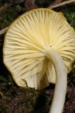 Chrysomphalina strombodes image