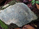Porpidia albocaerulescens var. albocaerulescens image