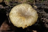 Chrysomphalina strombodes image