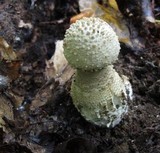 Amanita atkinsoniana image