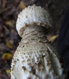 Amanita atkinsoniana image