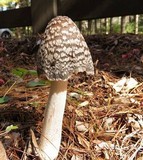 Coprinopsis picacea image