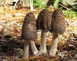 Coprinopsis picacea image